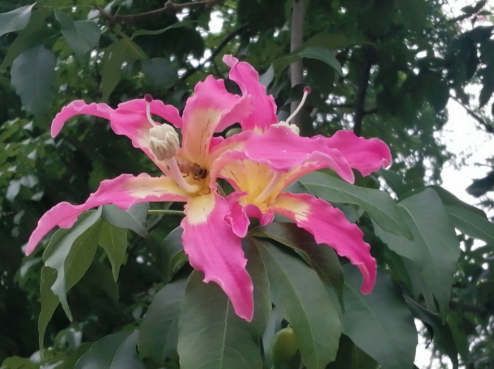 是木棉科,吉贝属落叶乔木.