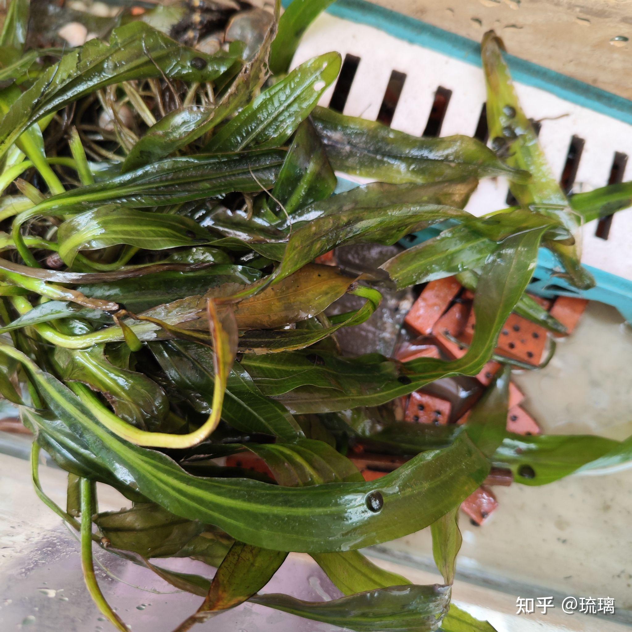 我想问一下水草这个黑色的圆点是什么