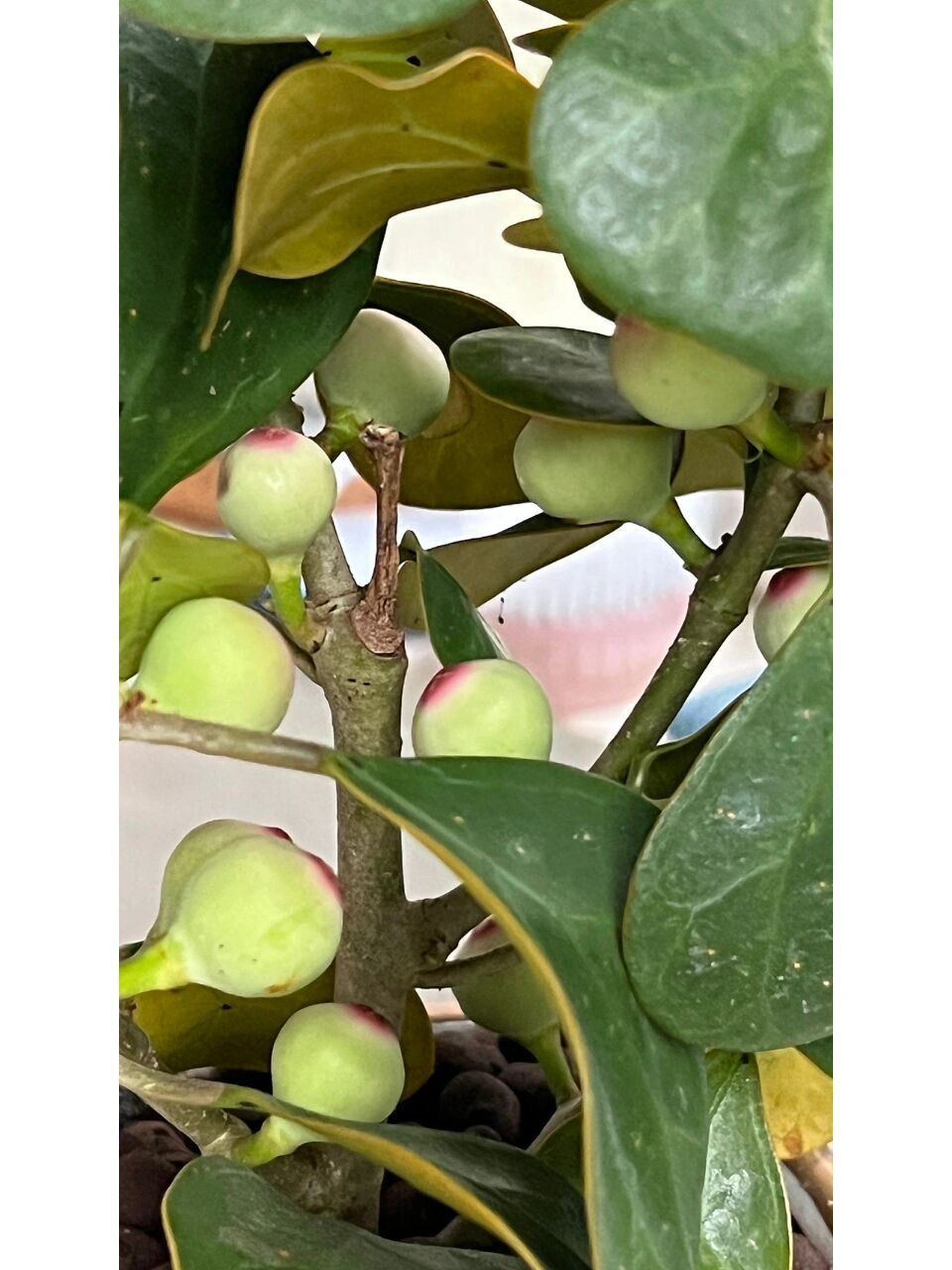 自种菩提树 最近菩提根的价格涨的有点快了,赶脚我都有点买不起菩提串