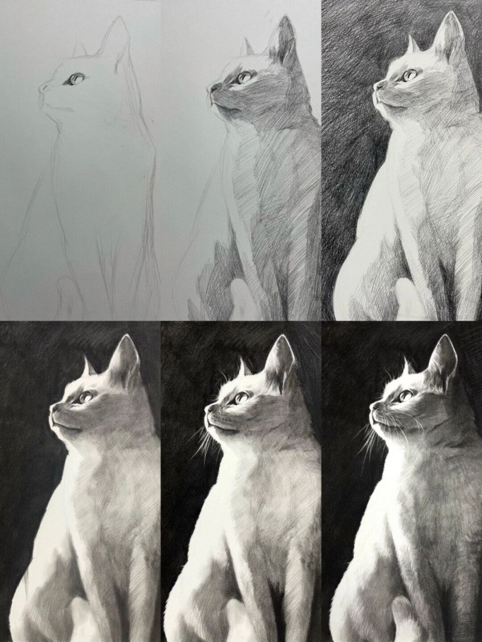 素描猫,步骤图 美术生干货
