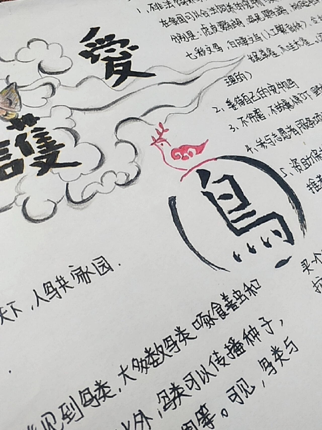 爱护鸟手抄报