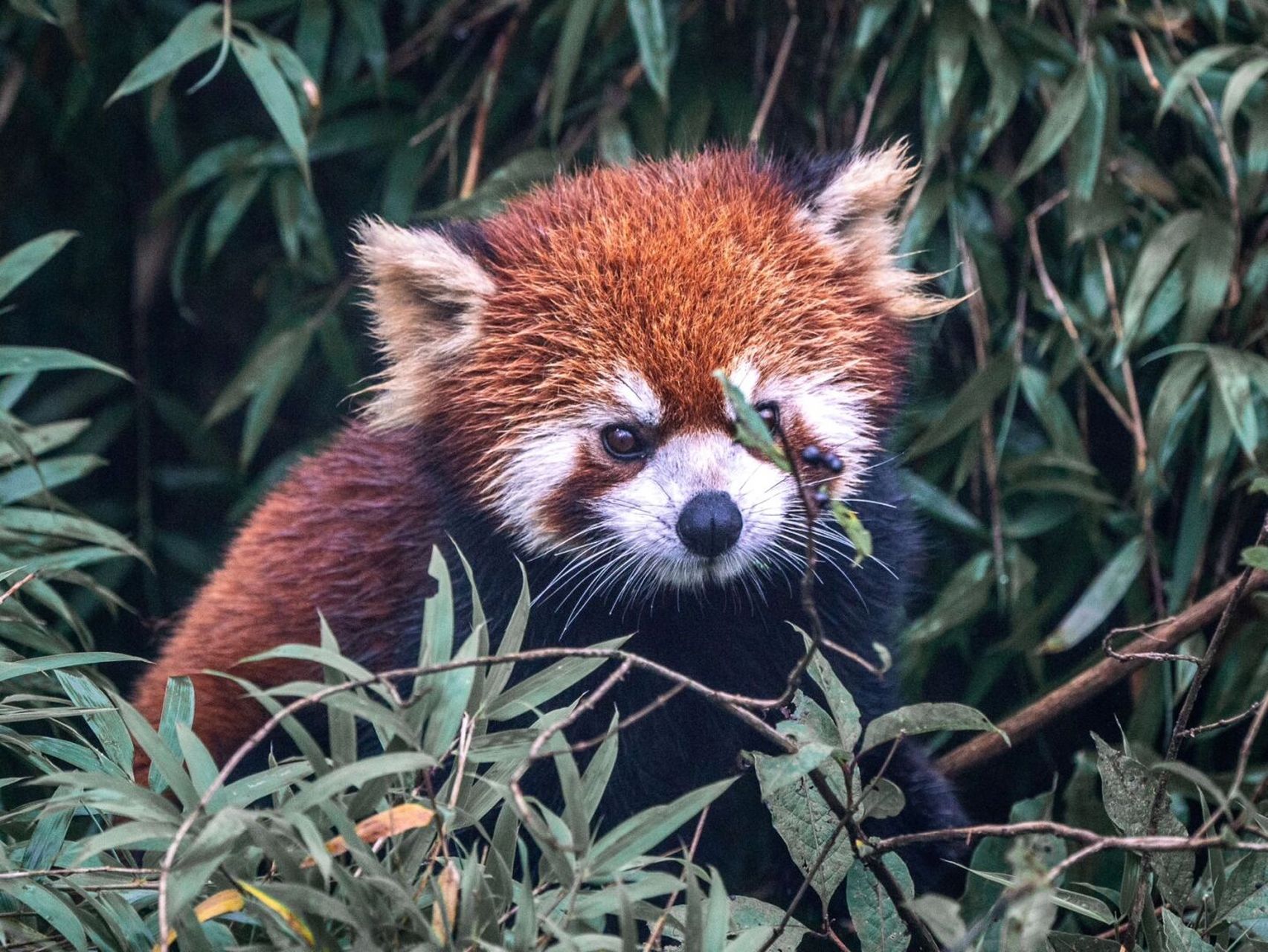 今天是国际小熊猫日,发一组我在瓦屋山国家森林公园拍摄的野生小熊猫
