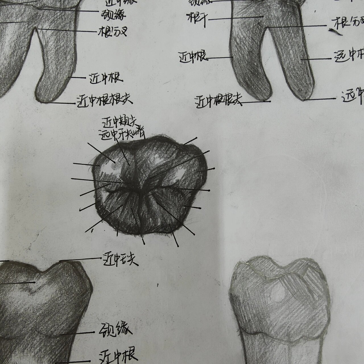 牙齿形态解剖图素描图片