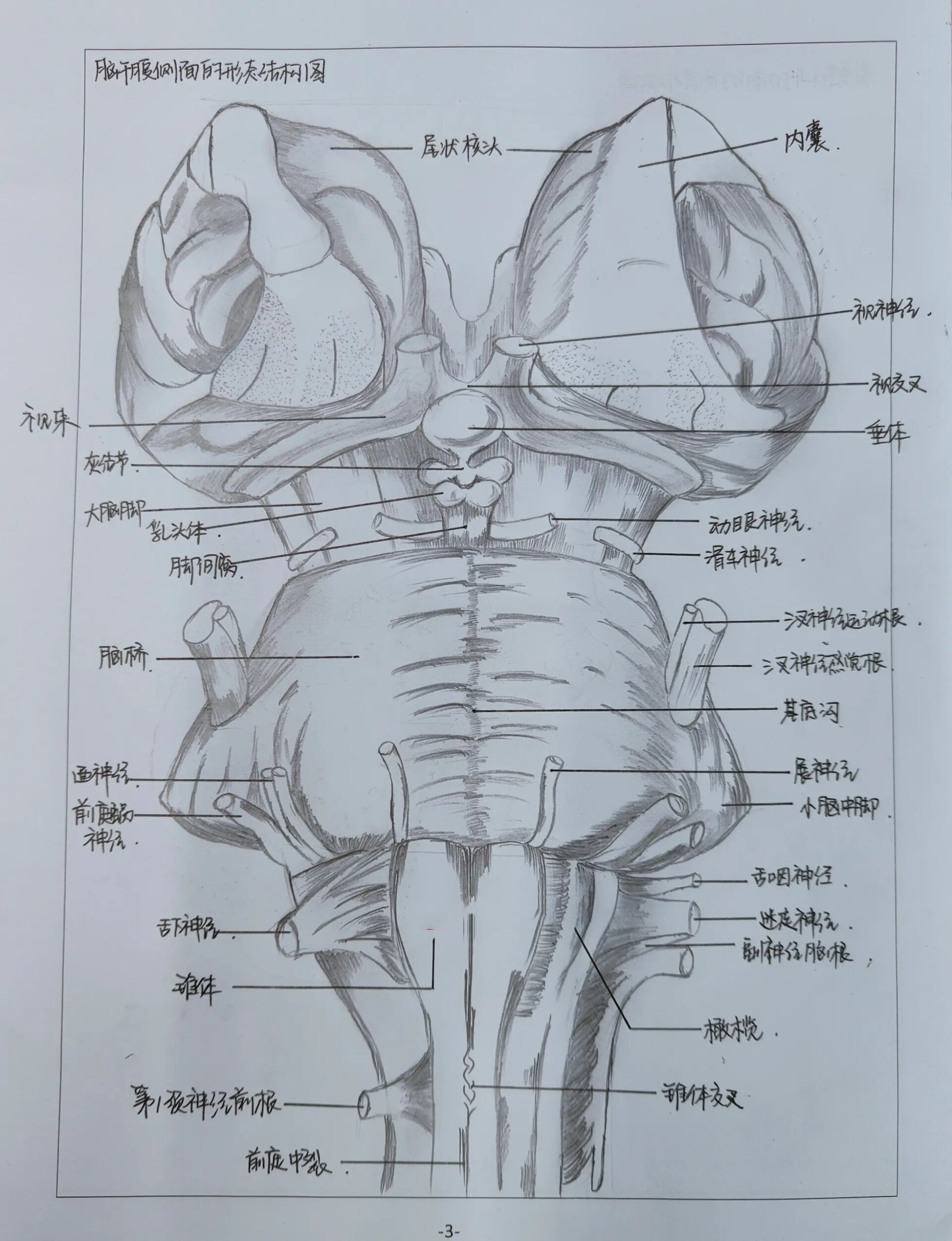 脑干腹侧面的结构图图片