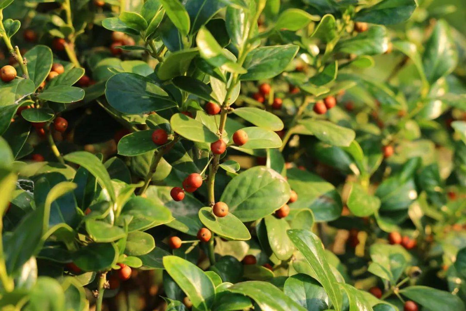 山东省实验的秋着实燃情 时间在校园结了果  秋风为它上了色  在这个