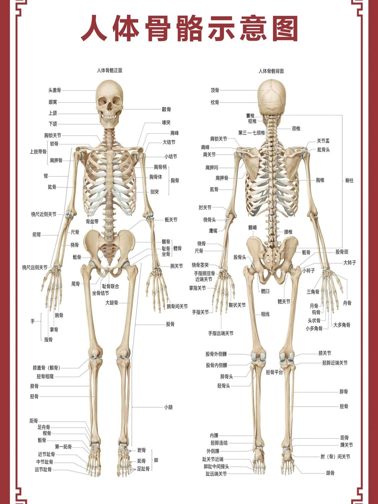 人体解剖图肌肉骨骼