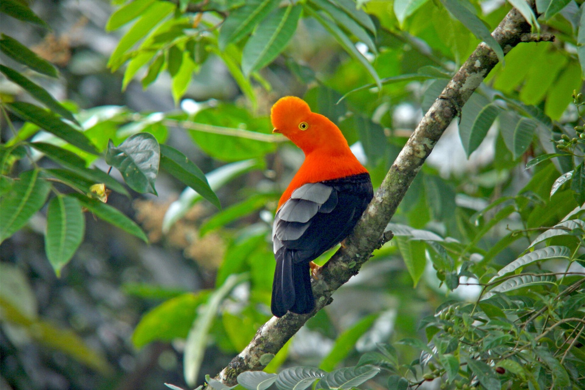 头顶红色毛茸茸小扇子的安第斯动冠伞鸟 亚马逊雨林中有一种头顶一把