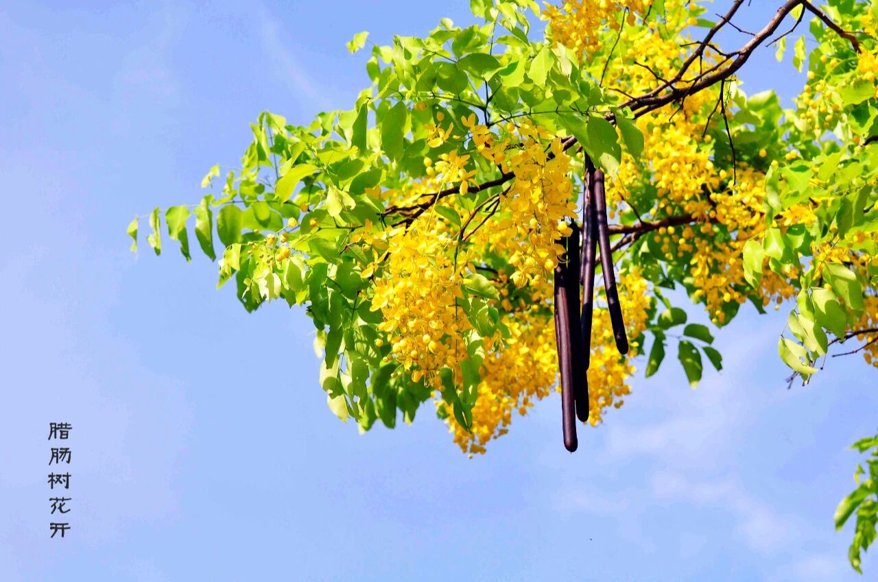 中国野菜图谱,每天介绍三种野菜之腊肠树 腊肠树 别名:黄花 阿勃勒 学