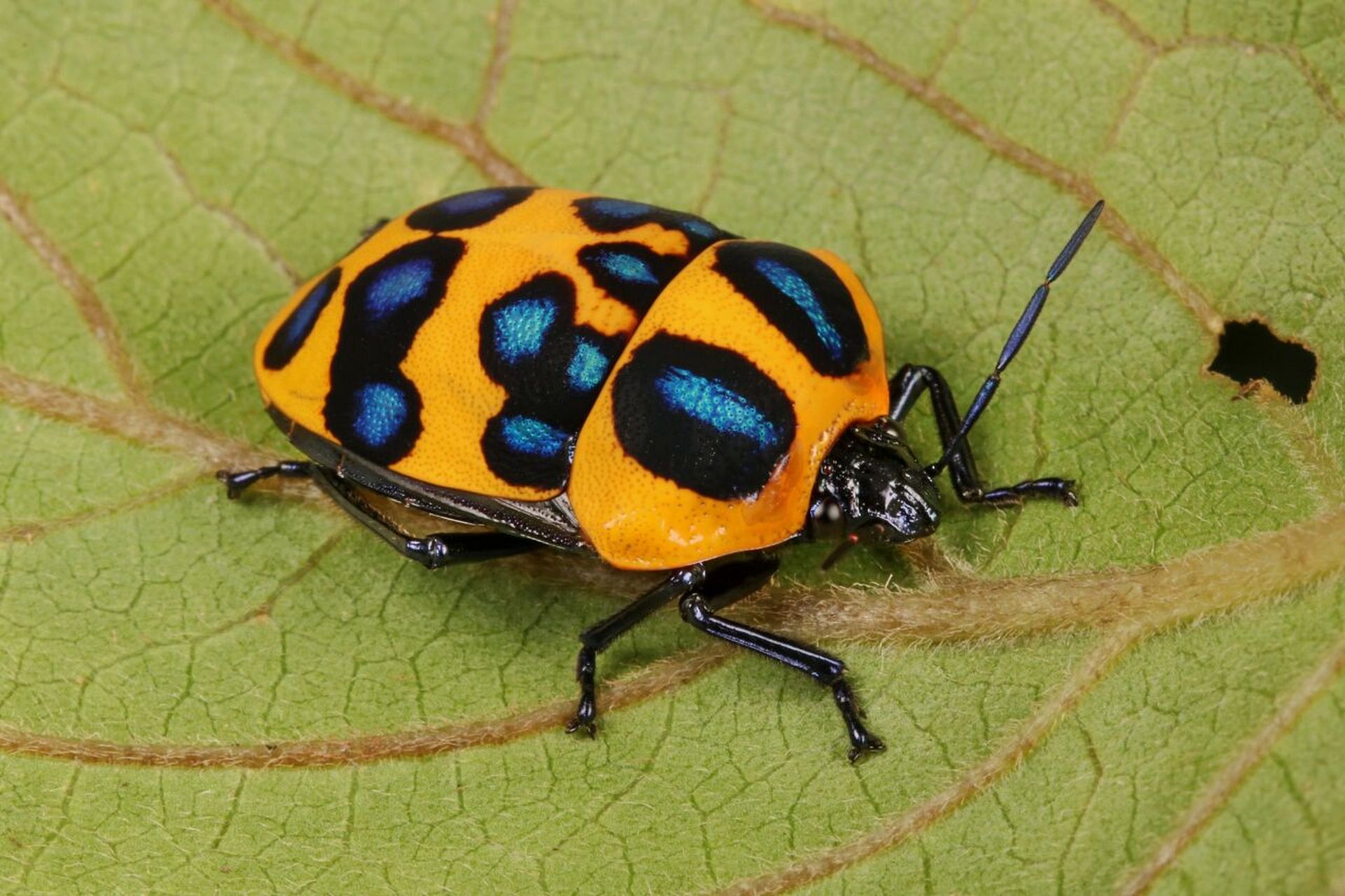 又一种被称为"珠宝甲虫"的昆虫 盾蝽科(学名:scutelleridae),又称盾