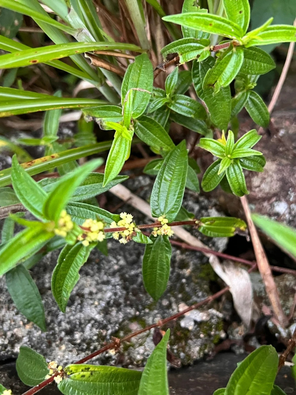 糯米草图片 95糯米草,又称为糯米藤,糯米条等,是荨麻科植物糯米团的