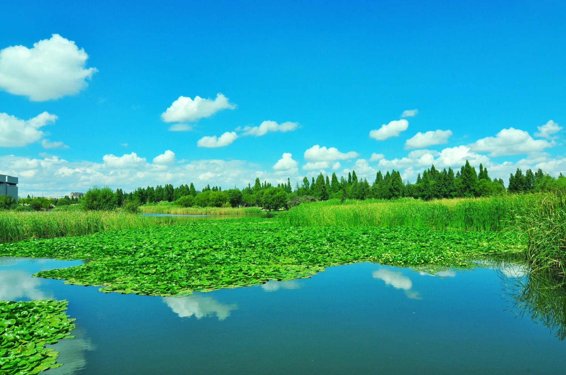 宝丰湿地映像  9115宝丰湿地位于昆明宝象河去滇池入海口,为cop15