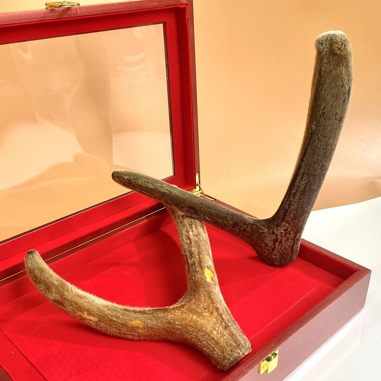 04鹿茸角 04鹿茸角 高等级大鹿角,切片后有腊片,粉片,非常鲜嫩