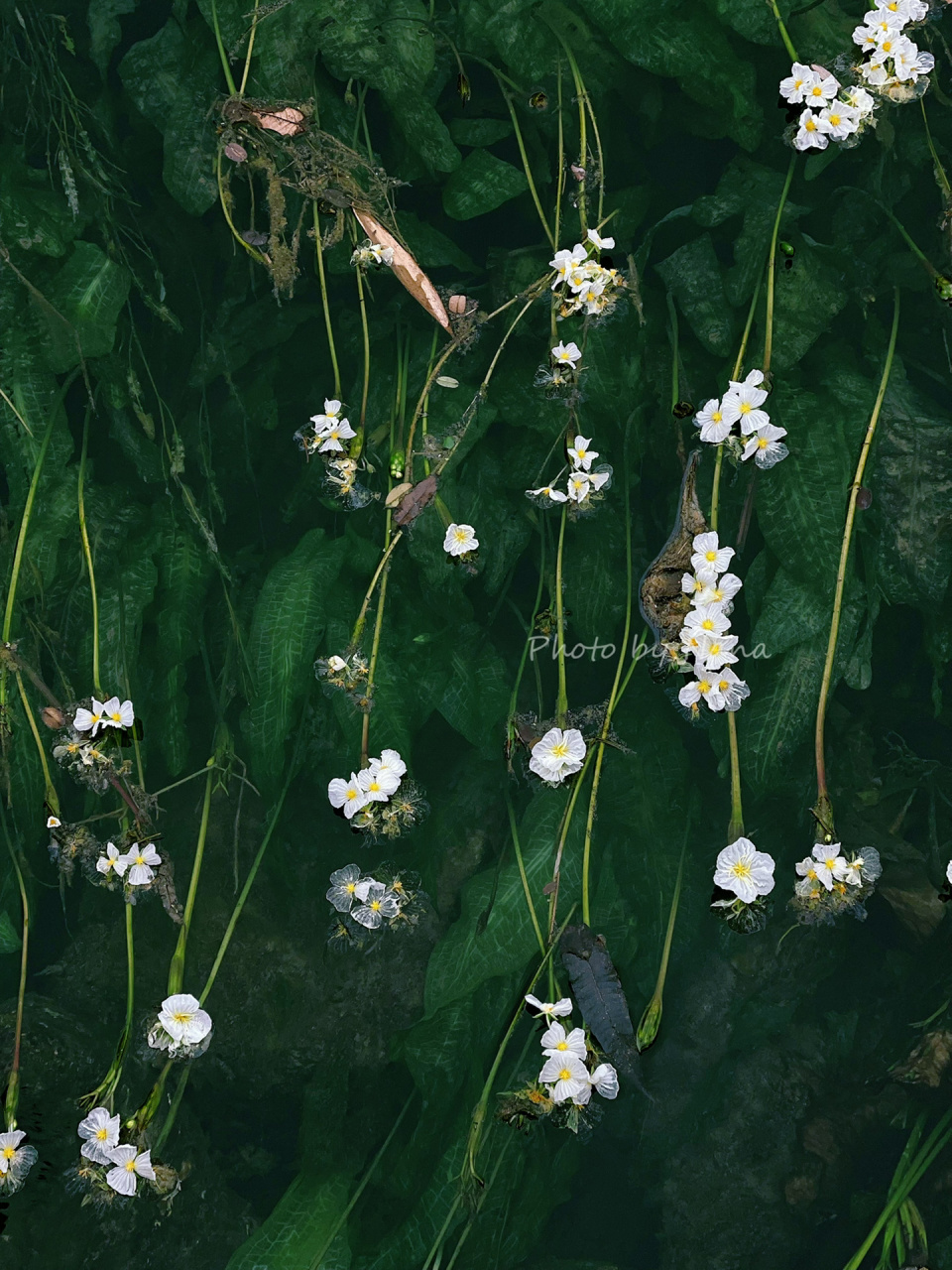 16 桂林永福百寿镇的海菜花,真的好美.