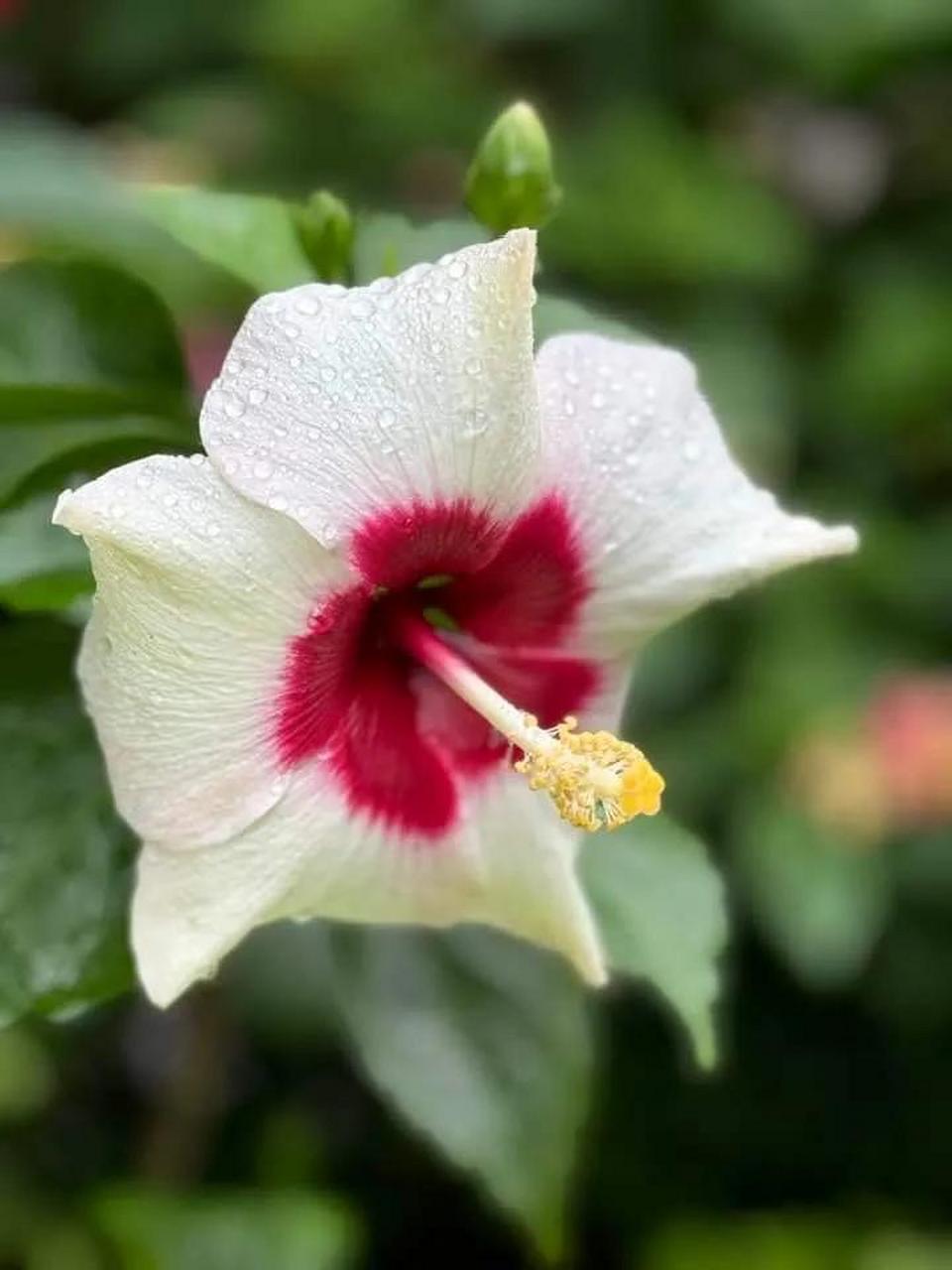 红花绿叶,美丽如画.