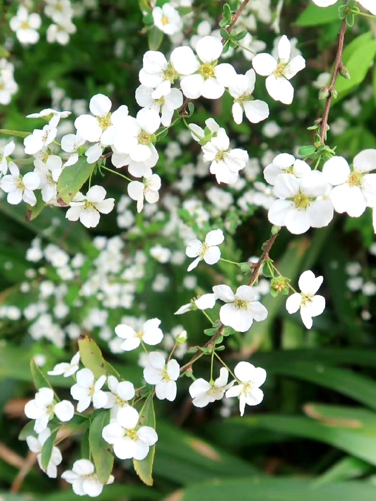 211 每日一花 李叶绣线菊 学名:spiraea prunifolia02sieb.