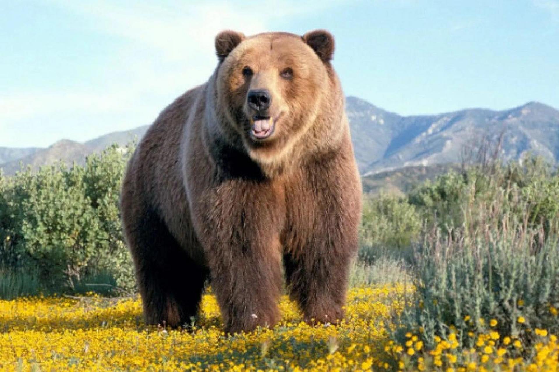 棕熊是食肉目,熊科动物 棕熊(学名:ursus arctos):是食肉目,熊科动物.