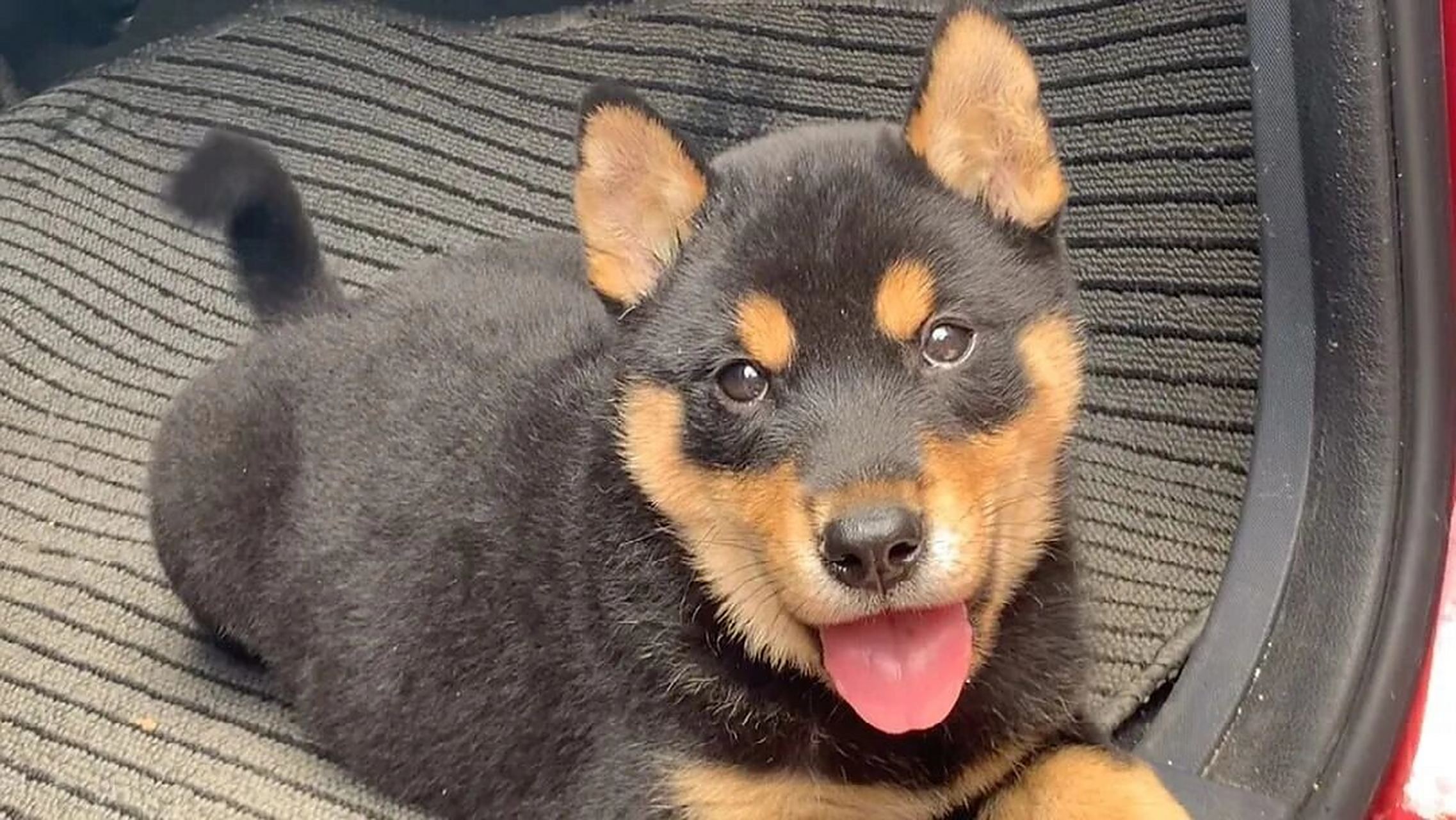 中华四眉犬 四眼土狗,古人称为"四眉犬",有黄四