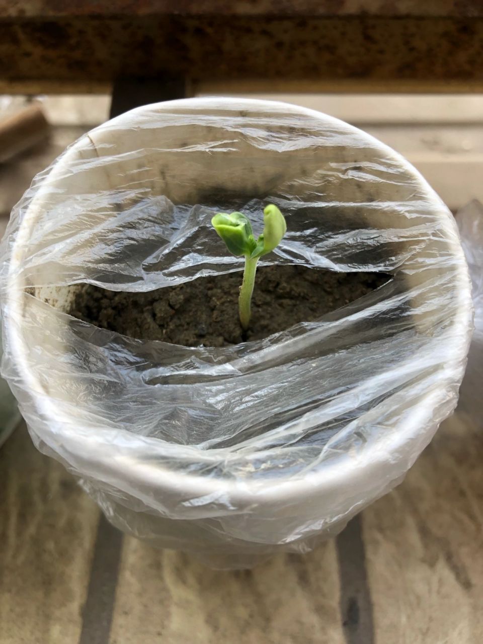 手捻小葫芦种植 育苗期 阳台种葫芦 这是从4月底催芽到今天的葫芦涨势