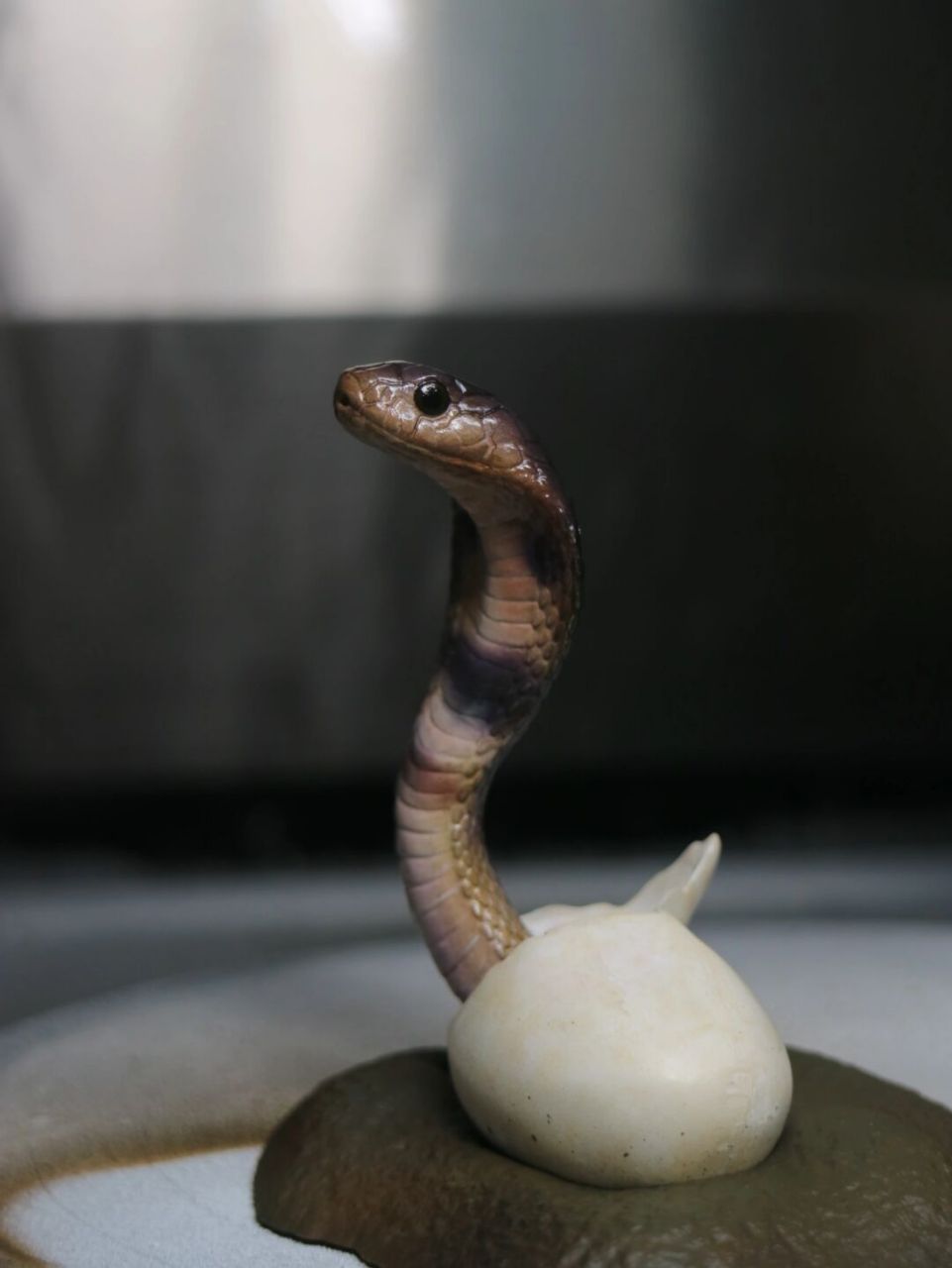 眼镜蛇# #蛇# #爬宠# #动物模型# #涂装# #塗裝# #手办