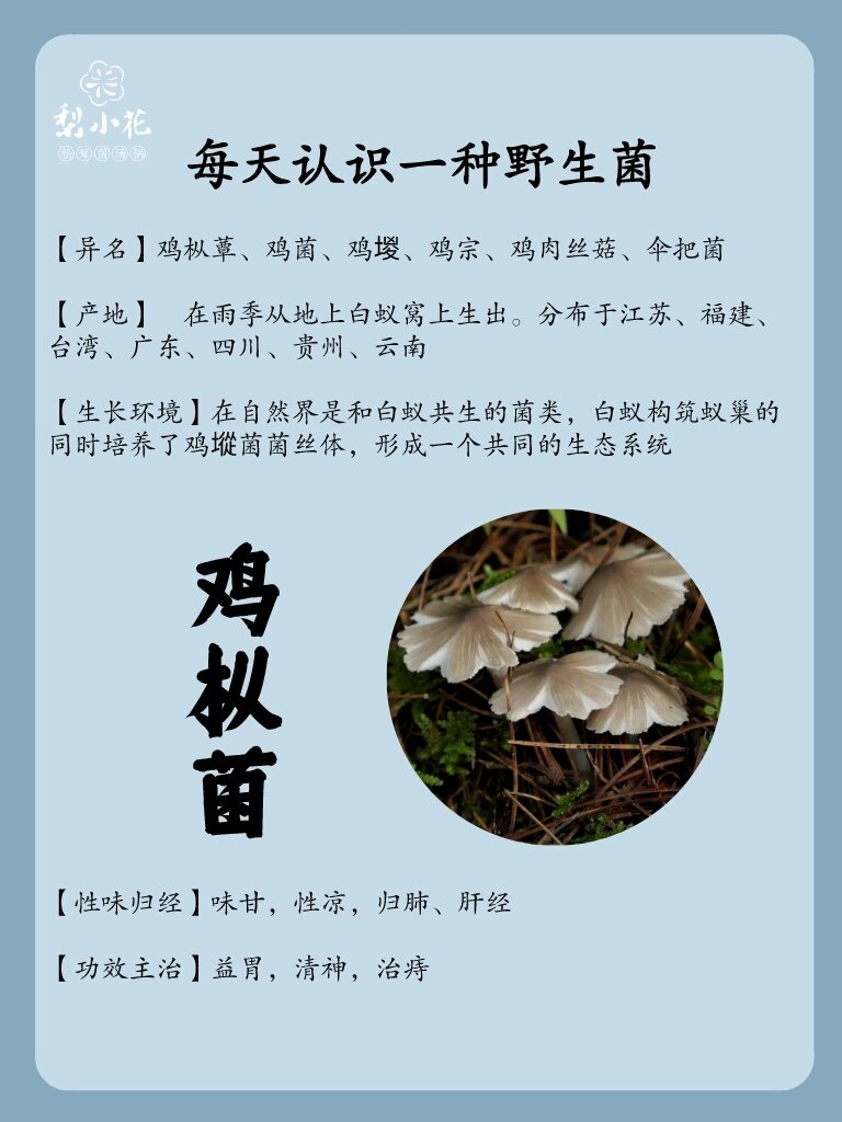 每天认识一种野生菌