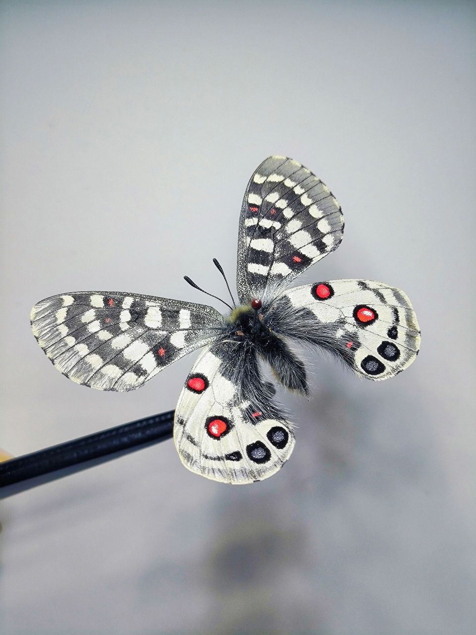 来自太白山的红色珍珠 珍珠绢蝶 采集信息:秦岭太白山 2022.