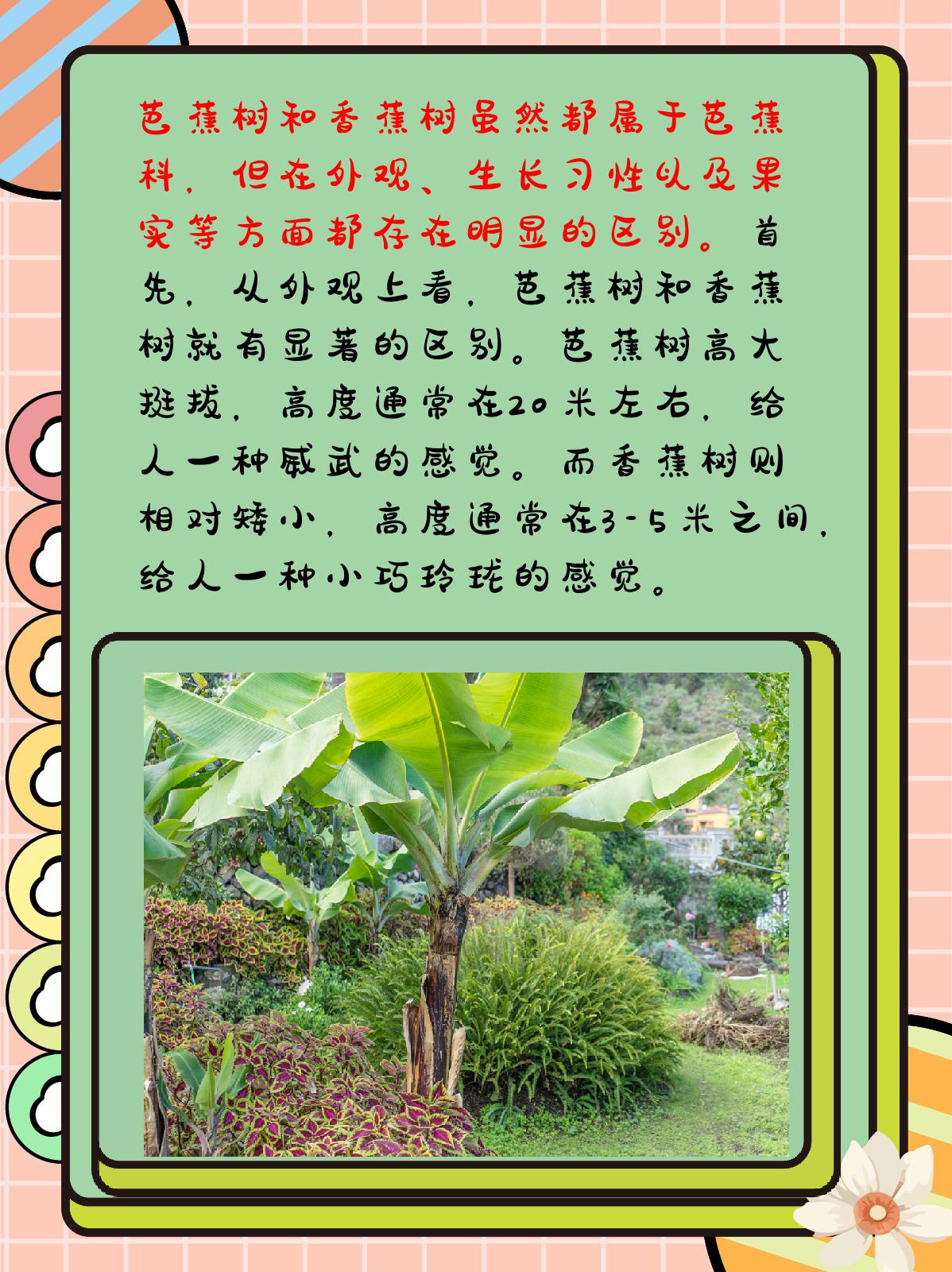 芭蕉树和香蕉树区别 我认为芭蕉树和香蕉树虽然都属于芭蕉科,但在形态