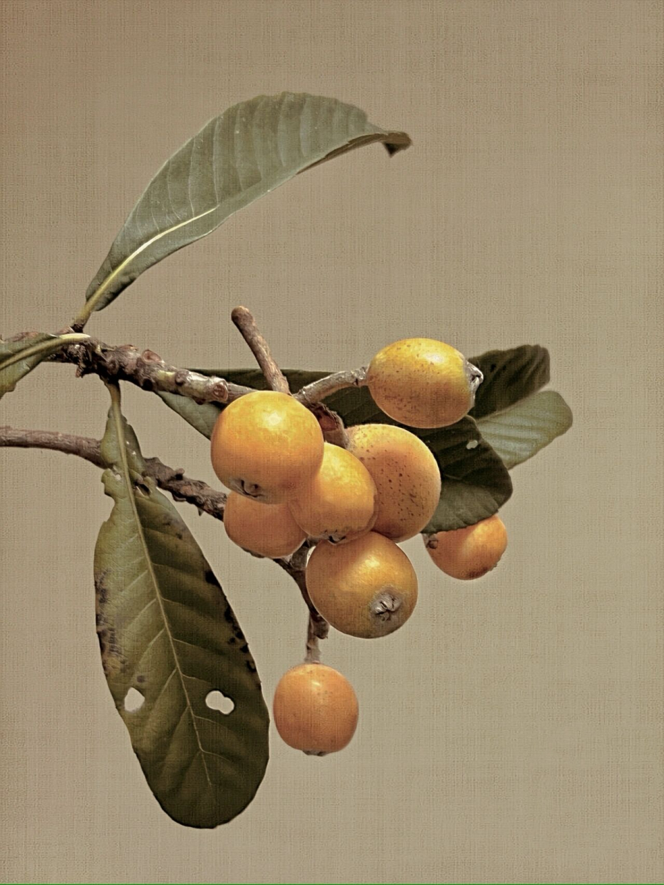 国产枇杷|五月枇杷实,青青味尚酸 国风枇杷系列图片 请查收