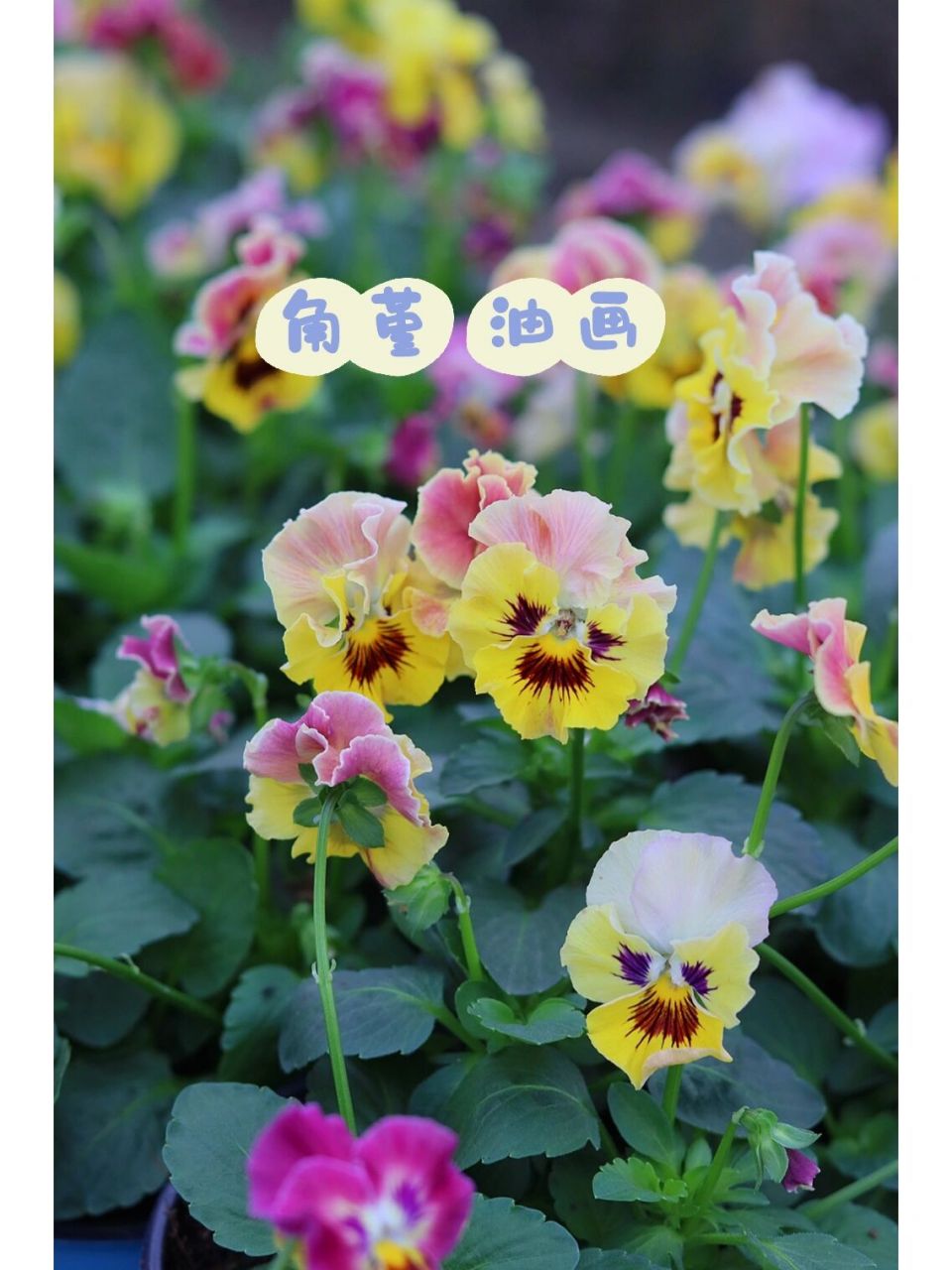 角堇油画,颜色多变超复古～ 多变的花色,呈现复古花色[赞同] 值得入手