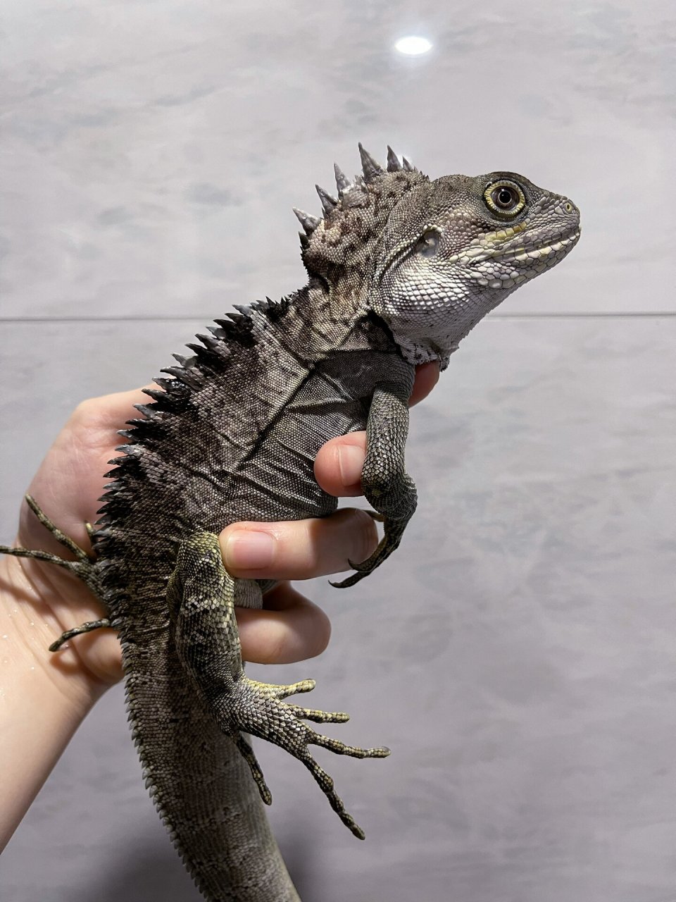 快成体的加尔诺森林龙(hypsilurus magnus) 这只冠是真的高