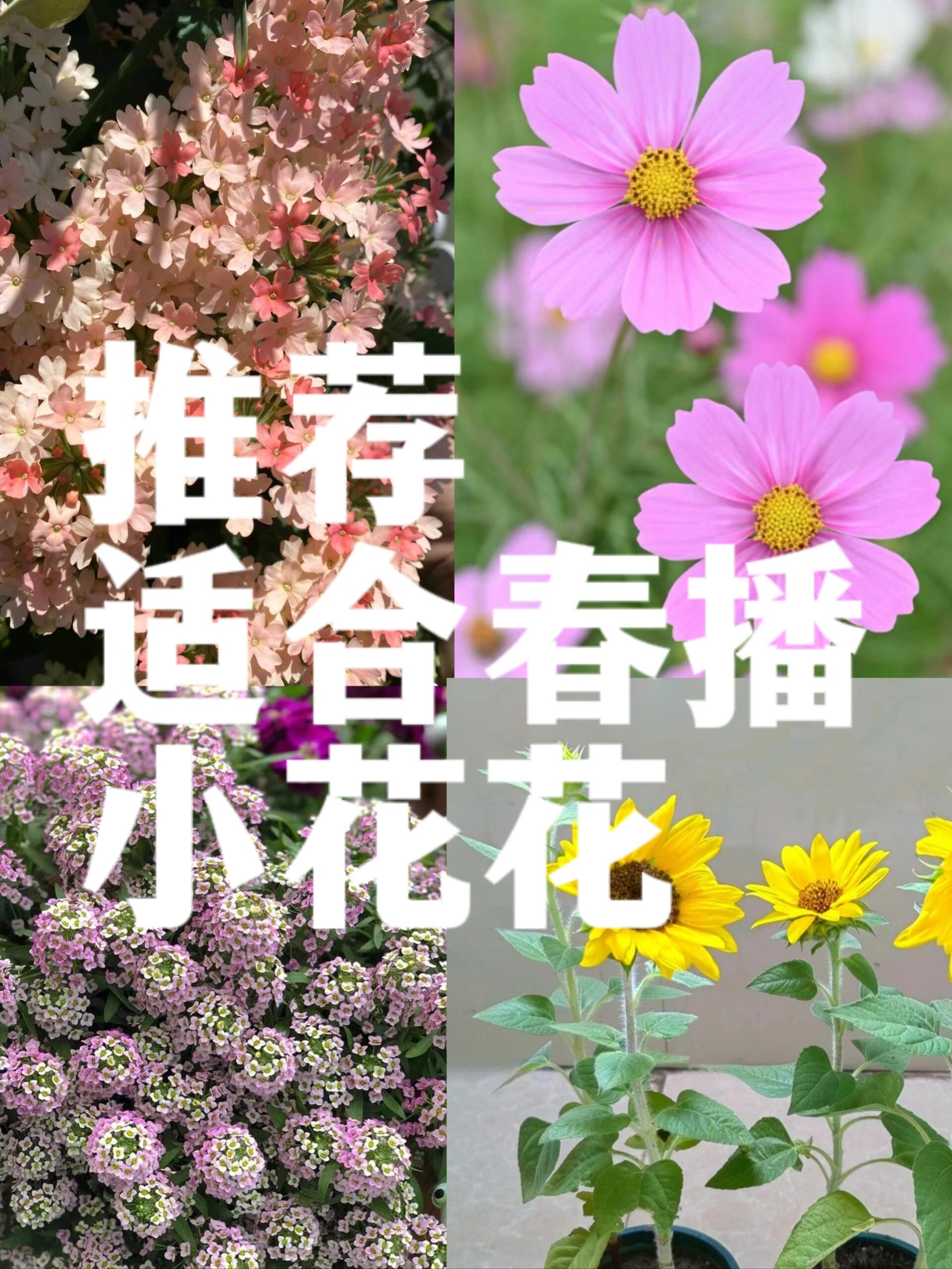 适宜春播的花卉图片