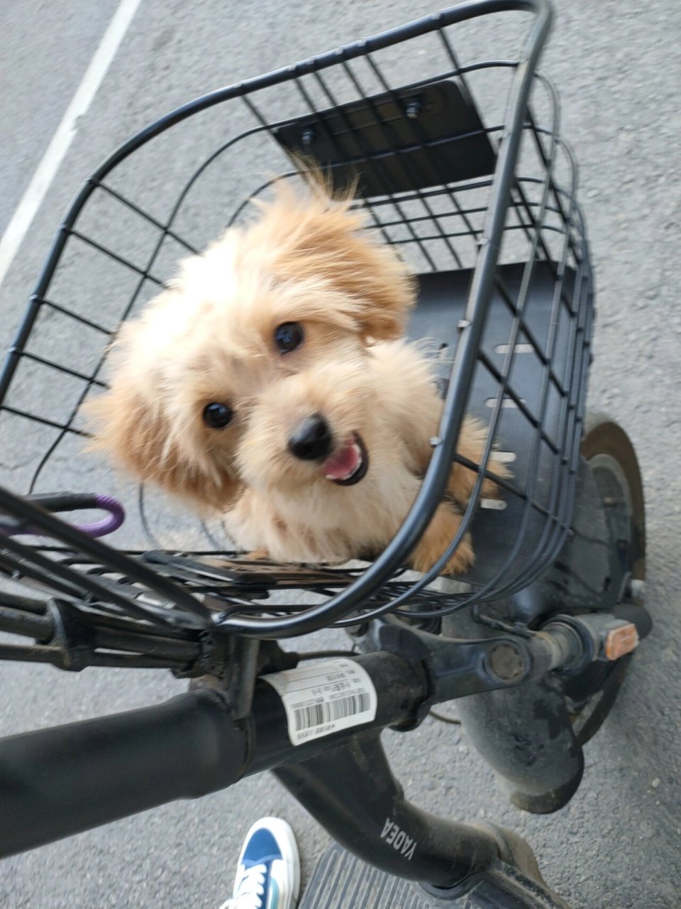 想知道这是泰迪和中华田园犬的串串吗