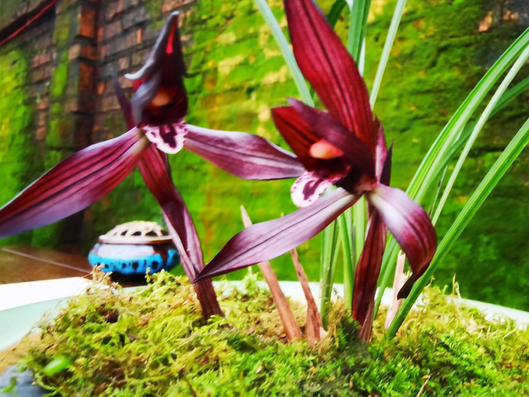 67宁为兰摧玉折,不作萧敷艾荣.