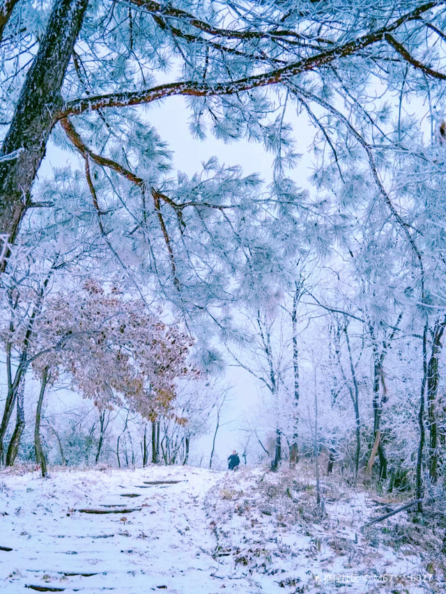 杏梅尖雪景图片