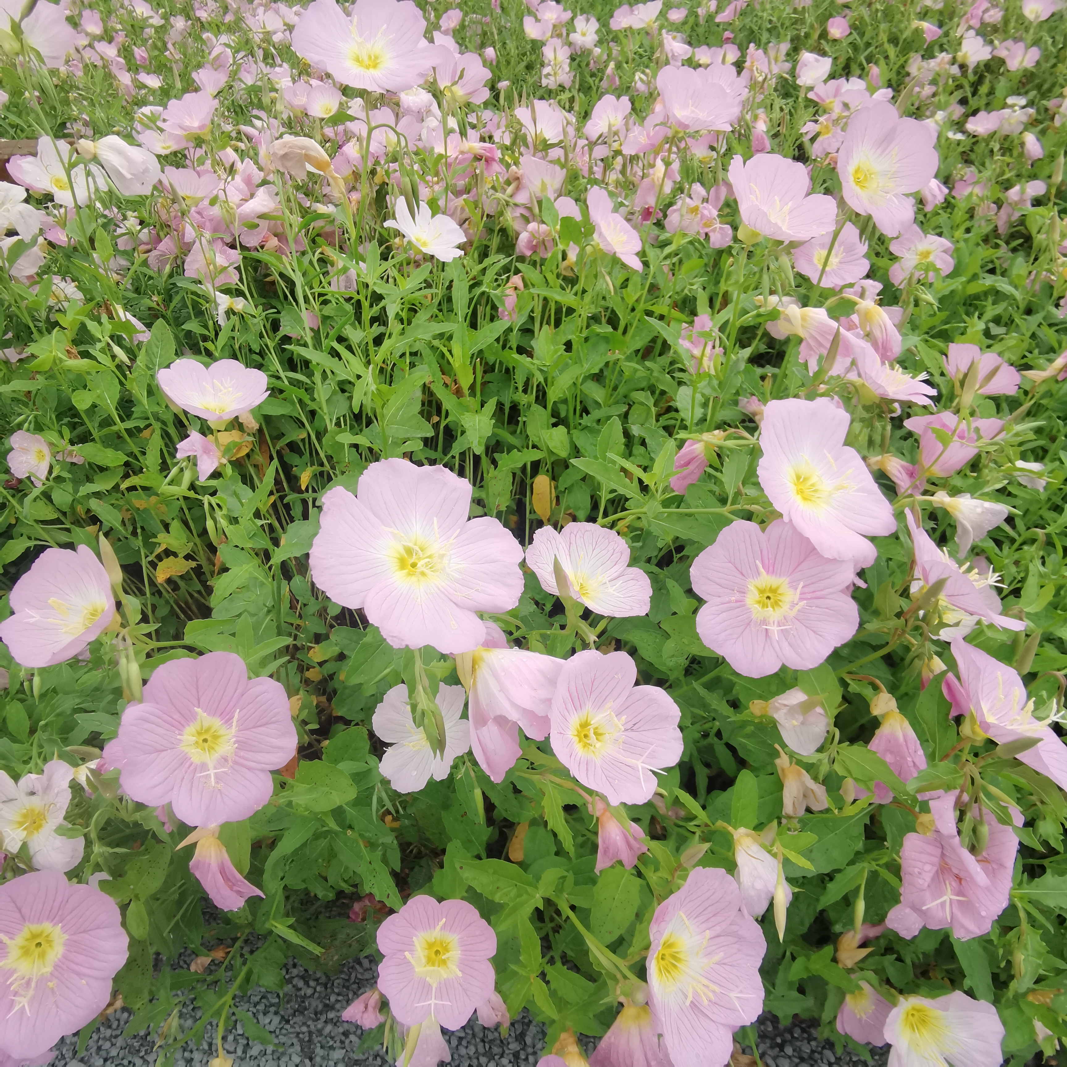 月见草花夜来香,叶绿枝密呈粉色.花鲜娇柔醉春光,微风徐徐播芬芳.