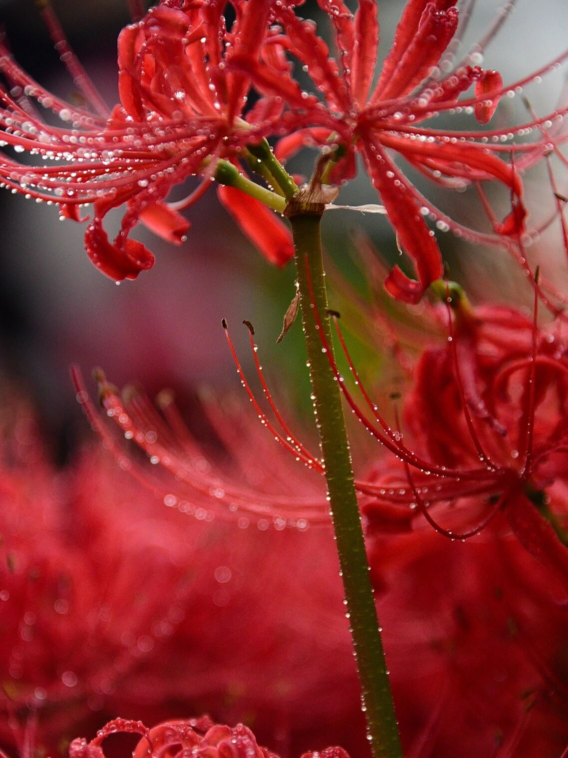 常见的红色的花图片