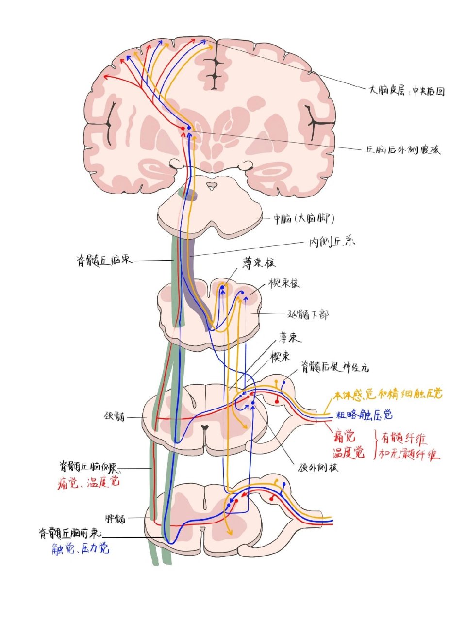 神经元传递方向简化图图片