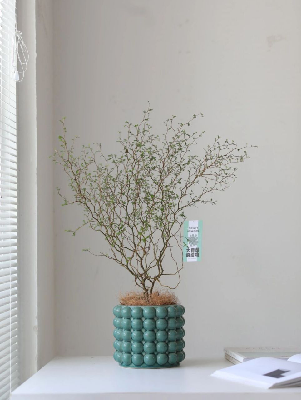 一棵无需修剪即成森林的新西兰童话树盆栽 童话树又叫新西兰刺槐,养