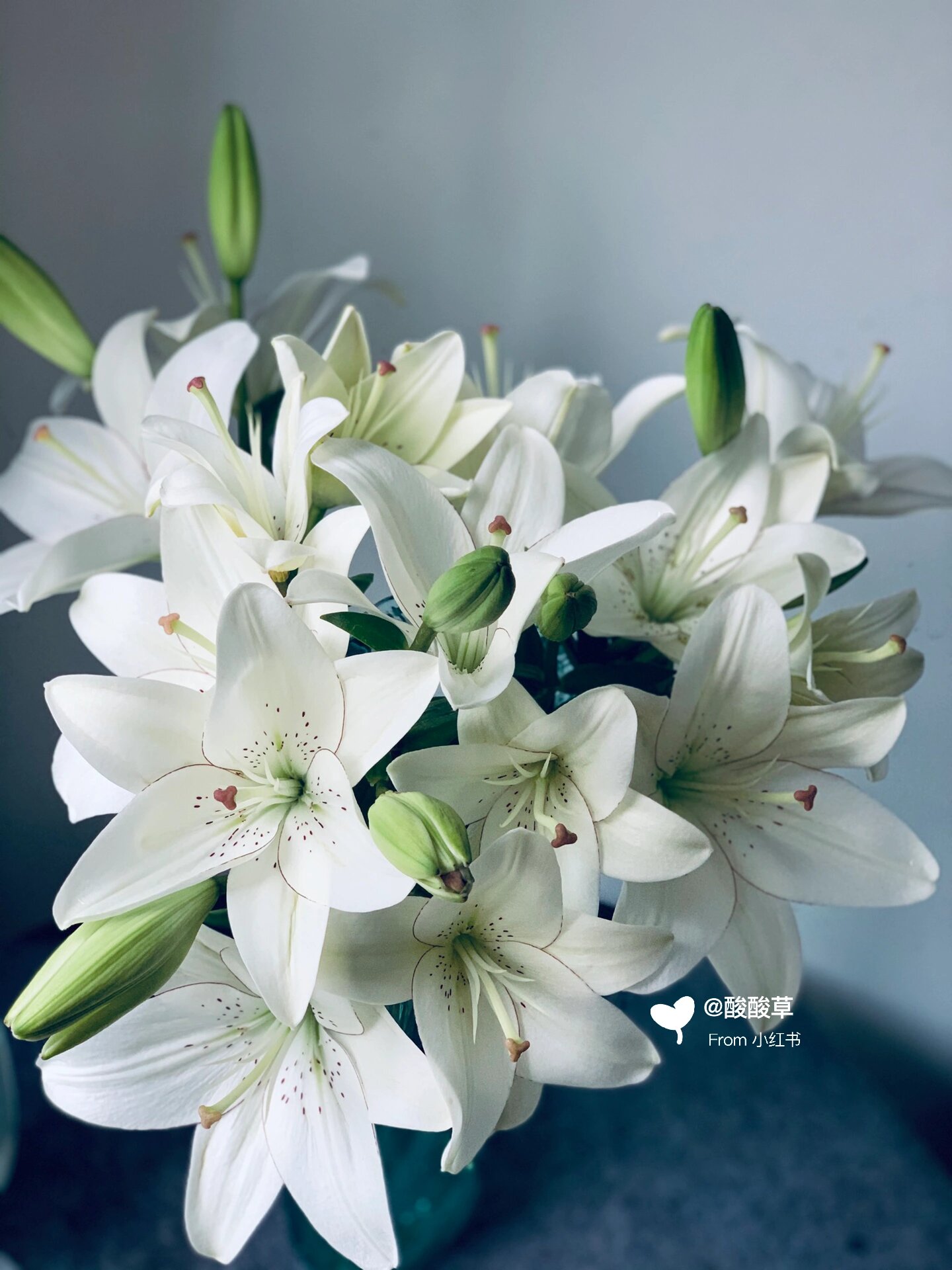 每个入坑花友必种的百合-眼线 #百合# #百合花# #百合花束# #眼线百合