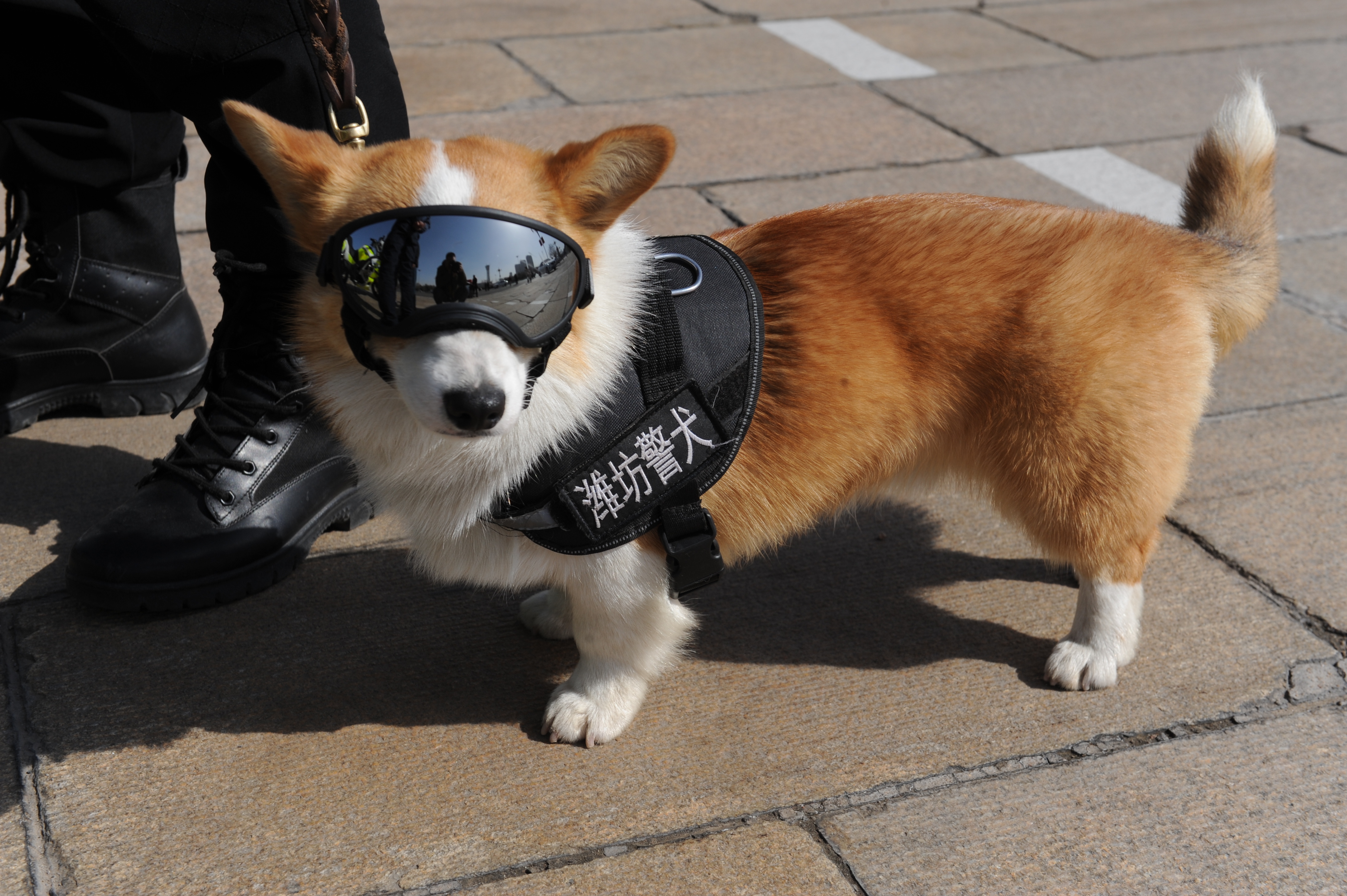 警犬照片大全图片大全图片