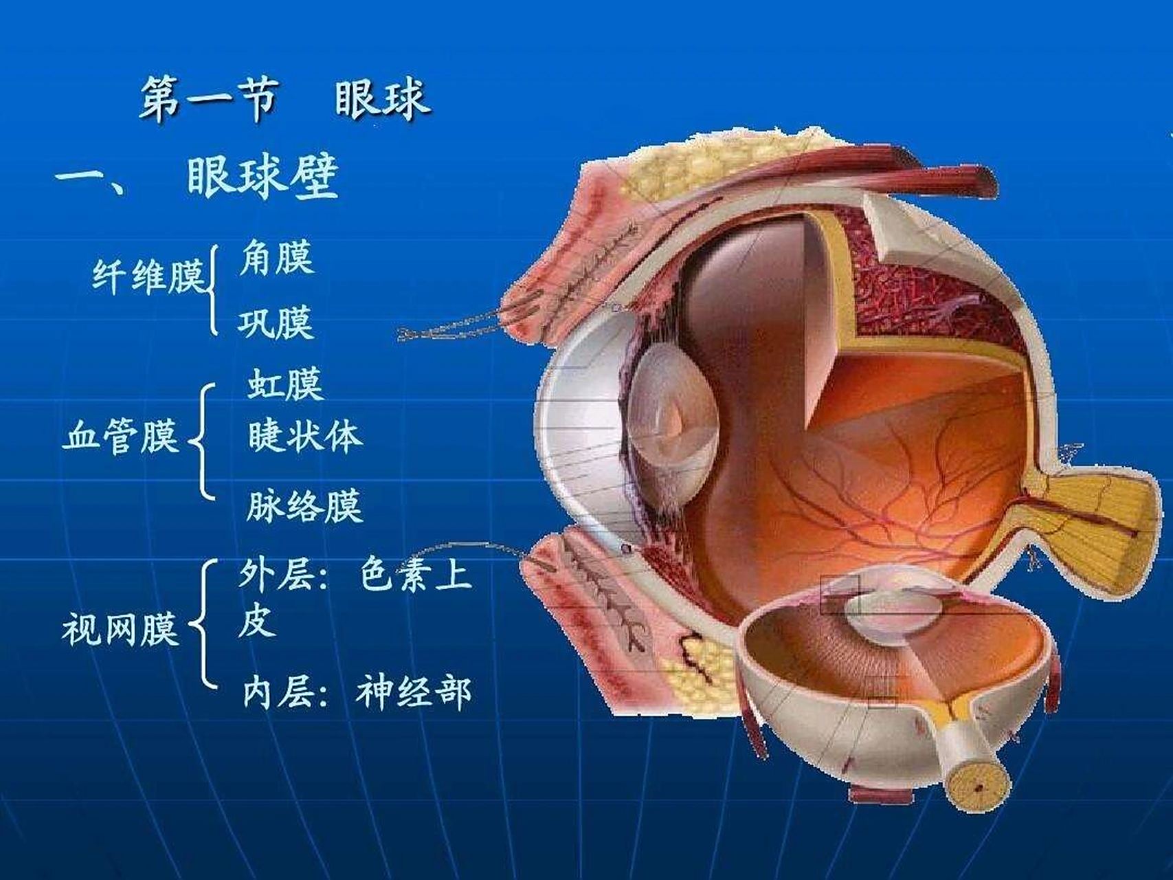 医学生笔记 眼球 眼球壁由外,中,内三层膜构成.