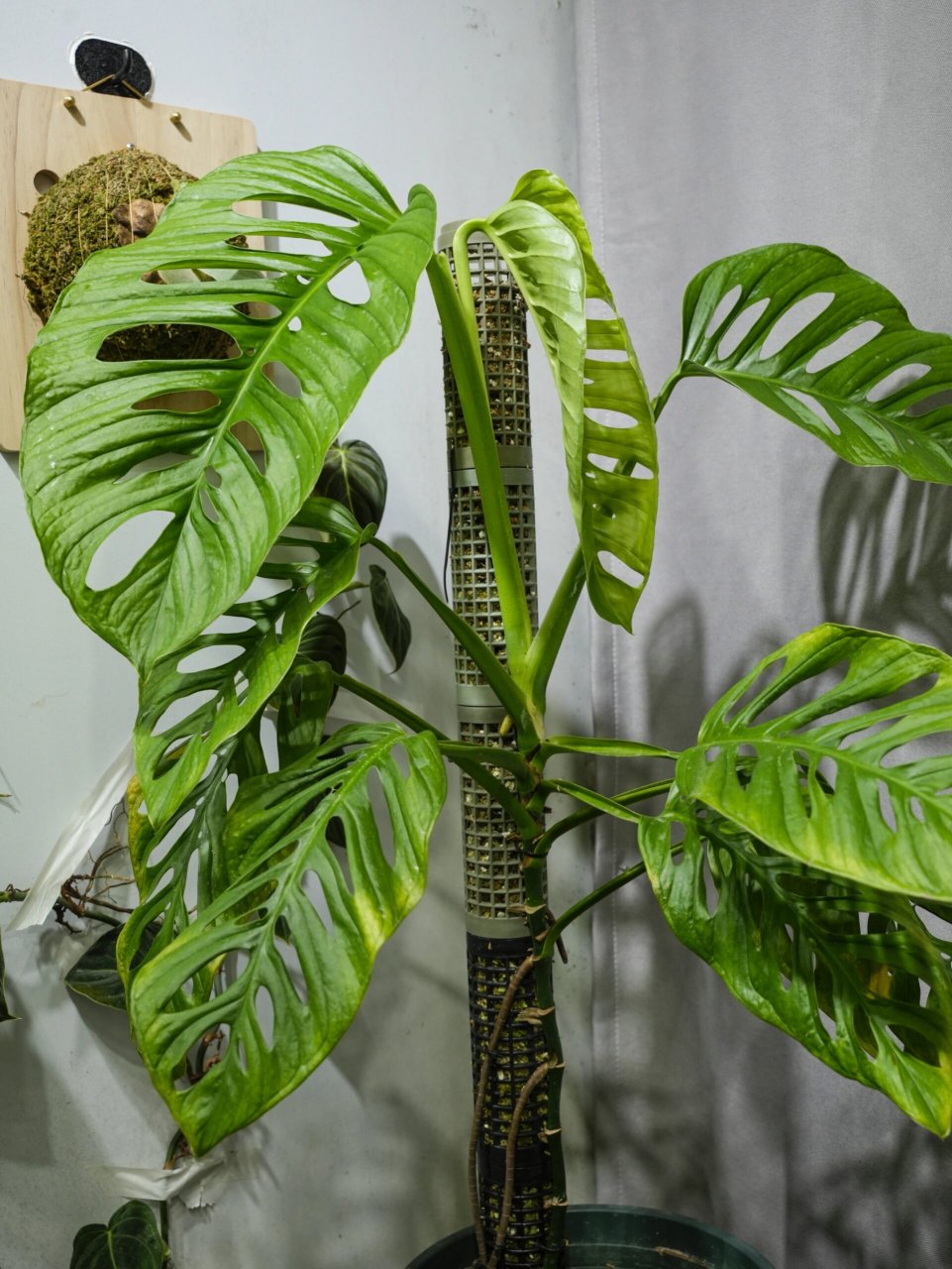 我要来说说仙洞龟背竹和巨洞龟背竹.