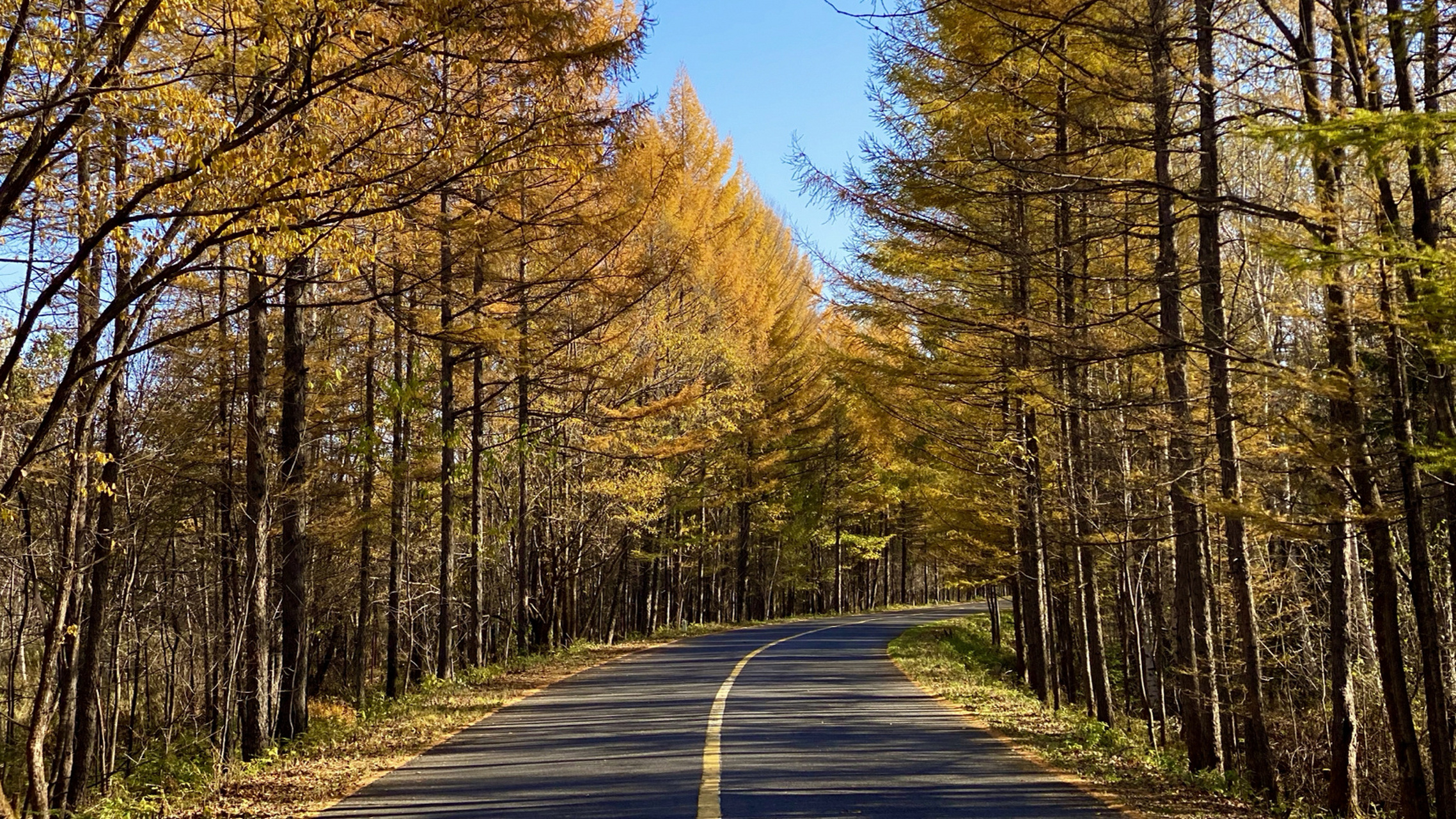 伊春|小兴安岭|乌带公路—最美森林公路|小众 如果你喜欢秋色,那一定