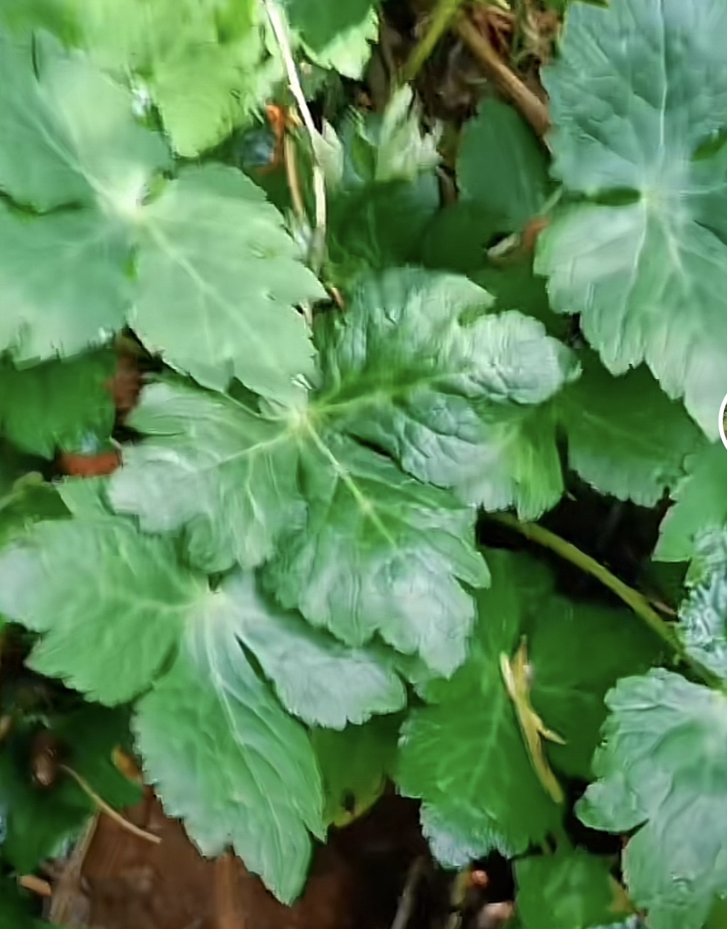 云南小黑药,别名叶三七川滇变豆菜,你见过吗