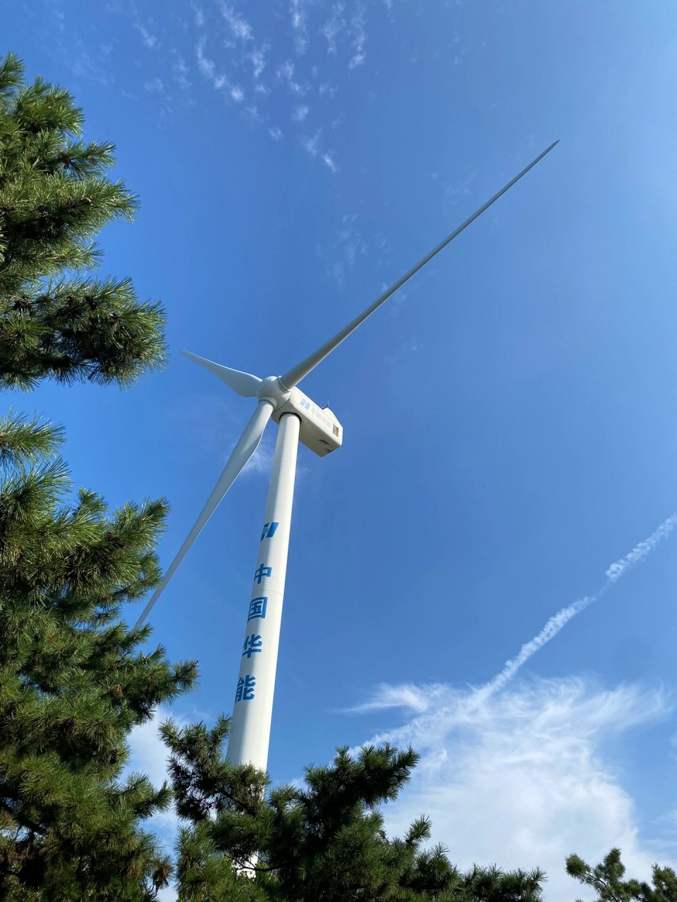 威海第五站续:那香海黑松林 黑松林给人的感觉很像在内蒙,树荫凉风习