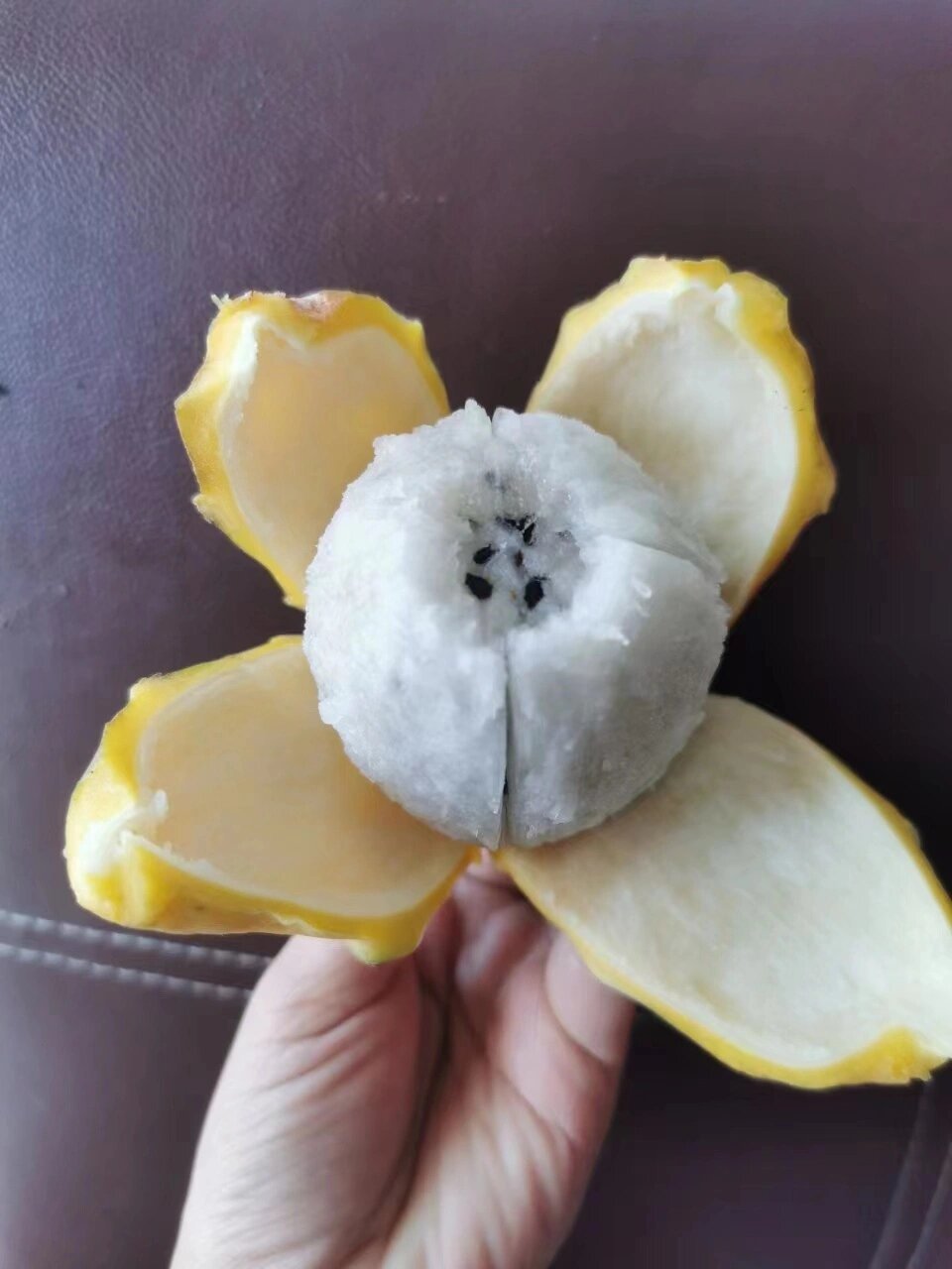 黄心火龙果71 燕南妃海南黄金燕窝果