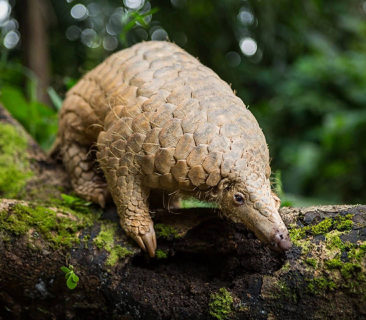 国家级一级重点保护野生动物——中华穿山甲 中华穿山甲(学名:manis