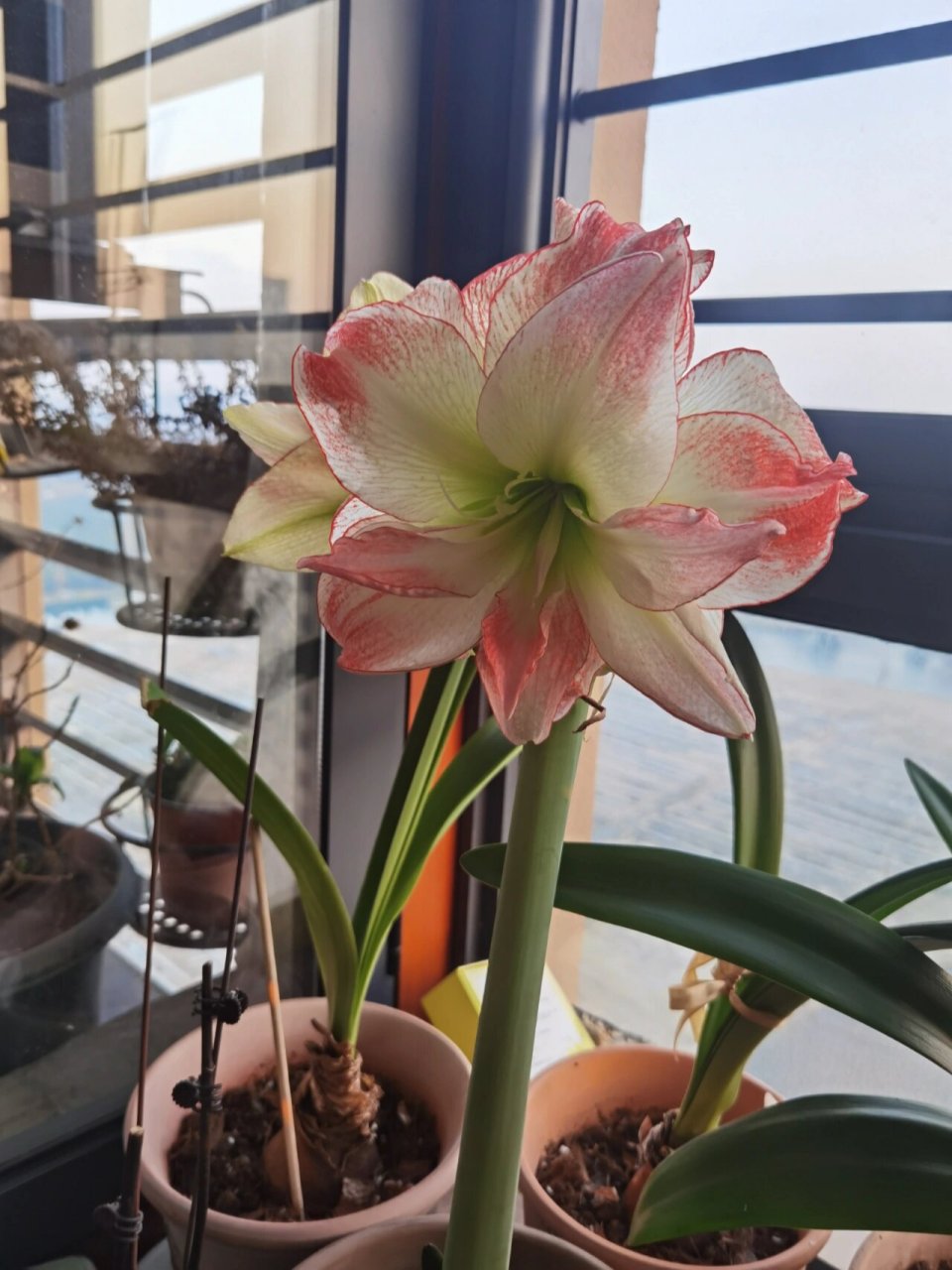 朱顶红～爱神 花真的超大的,值得购买的品种～,如果光线好,颜色会更美