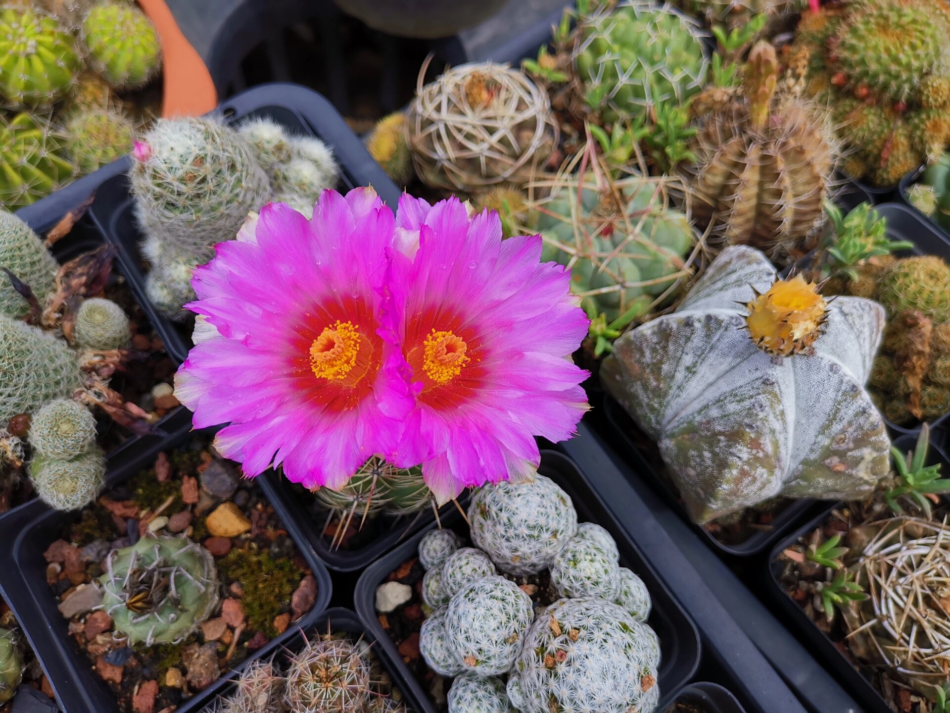 仙人球大统领开了 养的时间久了,名字也记不清了,好像是叫大统领.