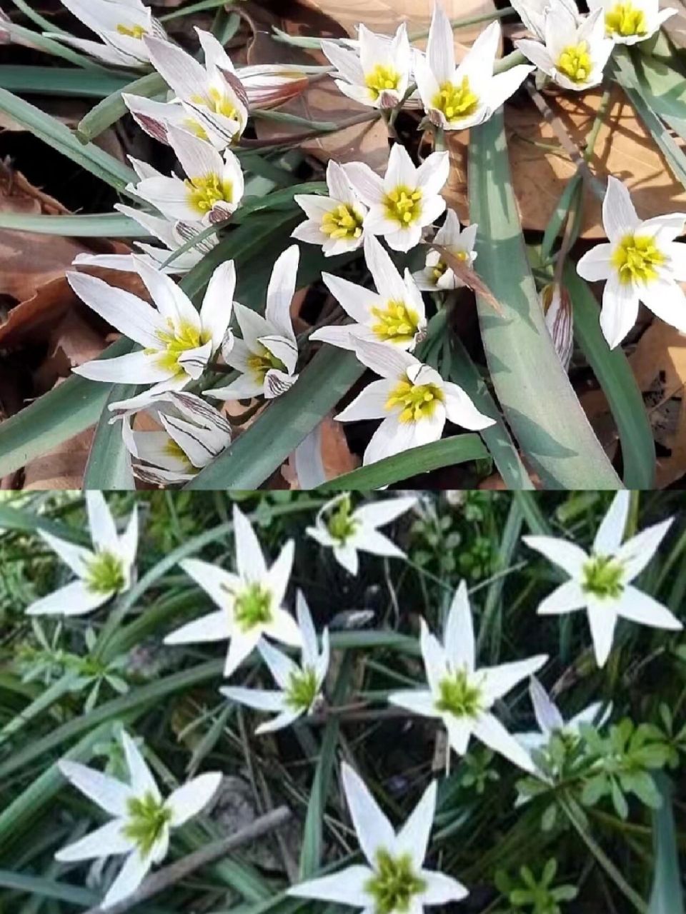 夏洛特山慈菇图片