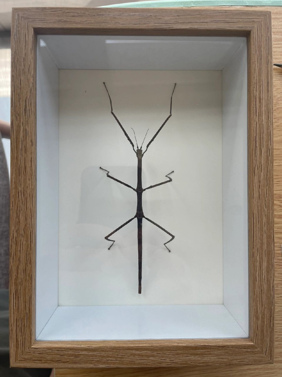 「竹节虫标本」有一点点帅 捉回家后拿月季叶子喂了二十多天,竹节虫